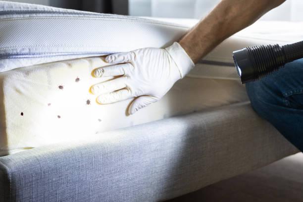 Best Pest Removal Services  in Kodi, AK