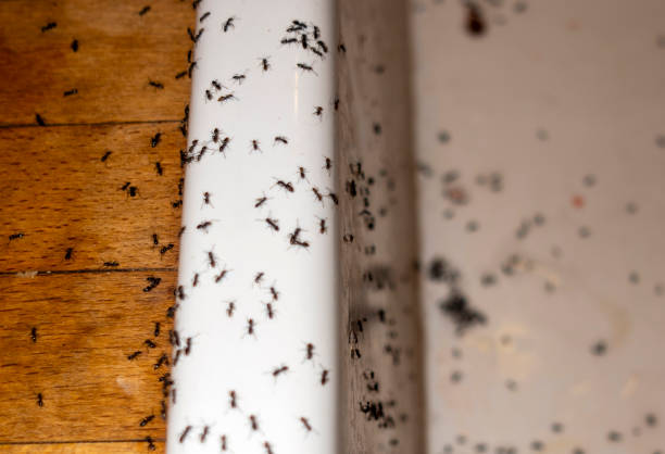 Flea Control Services in Kodiak, AK