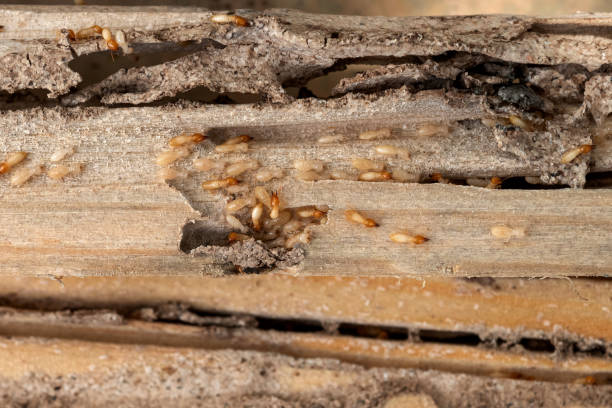 Best Insect Control  in Kodi, AK